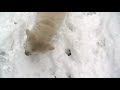 dog time snowy fun time editions. I am aware this is not the funniest episode but it had to be made to prove to everyone my dog is not sad, and so you will all shut up about it now.