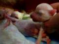 Bichón Boloñés video