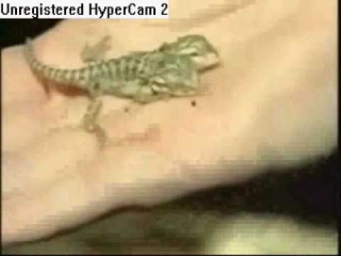 0 Lizard With two Heads: No, You Are Not Seeing Double! picture