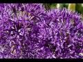 Olympus SP-815UZ Macro