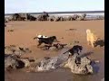 A doggy day on the Beach