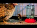 Malaysian Serama hatches Serama / Frizzle 5 year breeding program.