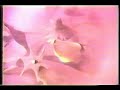pale saints | half life