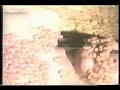 pale saints | half life