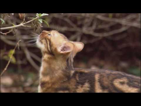 LION ( CAT