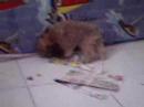 Pinho o super TonhOoO!!! - Parte 1