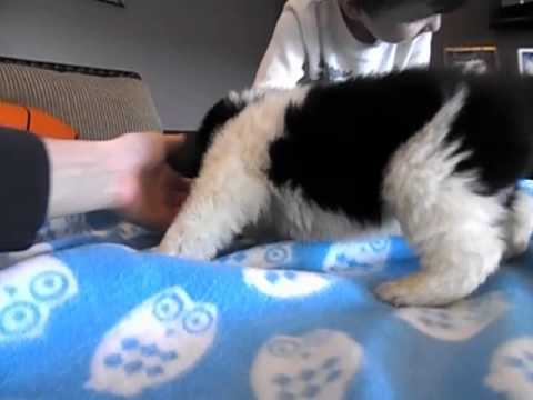 Royal Puppy, Black.White Landseer