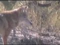 Coyote (canis latrans)