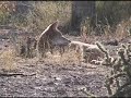 Coyote (canis latrans)