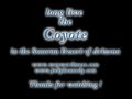 Coyote (canis latrans)
