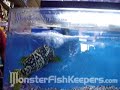 Fresh Water Bumble Bee Grouper - Monsterfishkeepers.com Fresh Water Bumble Bee Grouper - Monsterfishkeepers.com