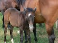 Sweet foal(kiscsikó) Noiret Sweet foal(kiscsikó) Noiret