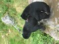two spectacled bears playing in a ecozoologoy in puyos