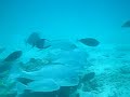 Diving at Kenya Part 2