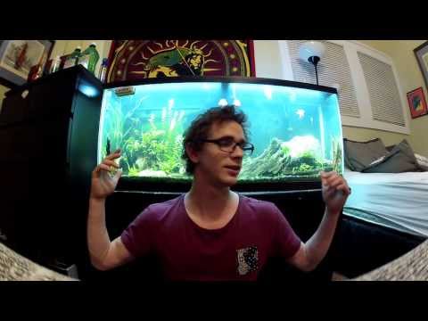how to treat fin rot