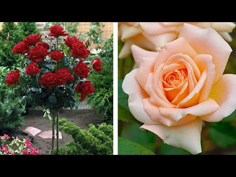how to replant rose stem