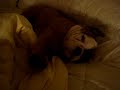 Wally likes to sleep in