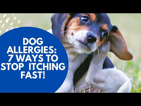 how to relieve itching on a dog