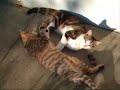 les-plus-beaux-chats-du-monde.html