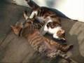 clip video Florilège des plus beaux chants du Pays Basque Potagiarena - Gaztelu Zahar