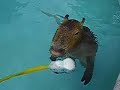 Caplin Rous Swims Caplin Rous Swims