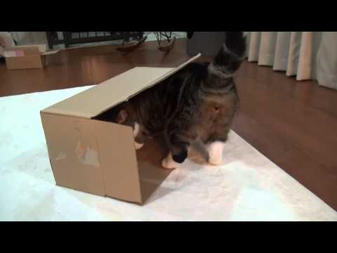box - はなから箱を奪うまる。Maru intercepts the box from Hana.