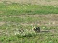 videos de bunny play