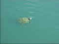 Turtle Love - Dead Can Dance - The Ubiquitous Mr.Lovegrove