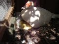 Miss Puddleduck and her babies