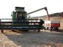 Cosechando en Villaescusa de Ecla (cosechadora Deutz-Fahr)