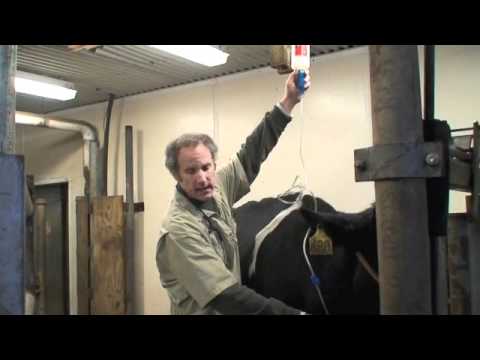 how to perform physical examination