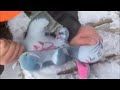 Killing Eeyore Killing Eeyore