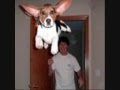 videos de funny animals 2