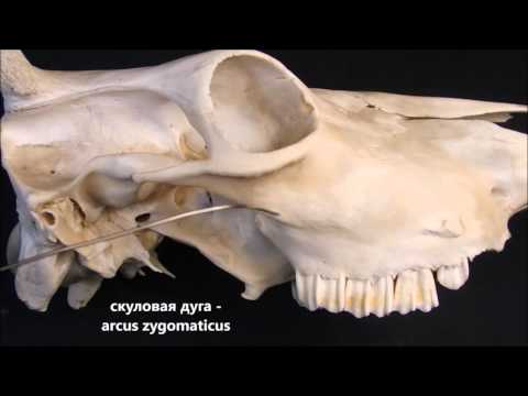 Скуловая кость домашних животных