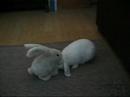 Rabbit Massage