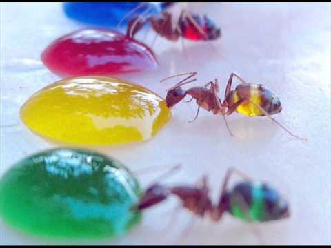 how to treat ghost ants
