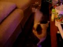 Pig vs Cicada