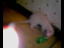 my crazy ferret playing