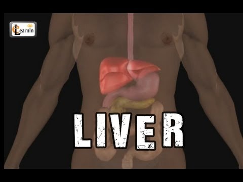 how to test the function of liver