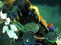 Thailand - Squid Fishing with locals Thailand - Squid Fishing with locals