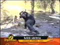 « Dobbiamo stare... VICINI VICINI!!! »  (battuta frequente negli errori di animali) Paperissima è il nome di un programma televisivo italiano che va in onda su Canale 5 una emittente del gruppo Mediaset ideato da Antonio Ricci.Il programma è incentrato sulla riproposizione di gaffe, errori e bloopers di giornalisti, telefilm e film. Prevede inoltre un concorso per videoamatori con un premio finale per la gaffe più divertente.La trasmissione, nata da un'idea di Antonio Ricci, è stata condotta da: Ezio Greggio, Marisa Laurito, Marco Columbro, Lorella Cuccarini, Natalia Estrada, Gerry Scotti, Michelle Hunziker e solo per due puntate Teo Teocoli.Nell'edizione condotta da Natalia Estrada per la prima volta figuravano i cosiddetti 