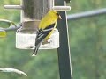 American Goldfinch American Goldfinch