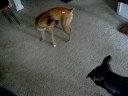 Dogz Going Crazzy haha Dogz Going Crazzy haha