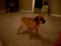 videos de Kobi the Pug 2