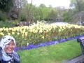 tulip yg indah.... tulip yg indah....
