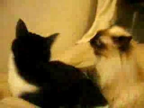 Scary catYoutube(ユーチューブ・ゆーちゅーぶ)・Dailymotion動画