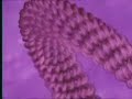 DNA estrutura e replica��o