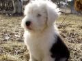 Old English Sheepdog Puppies