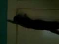 videos de mah cat hangin on a door