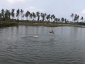 RC Helicopter Raptor and Boat at Fish Pond